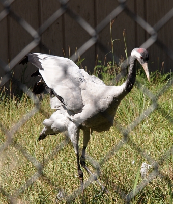 [Crane with wings folded, but still up as it settles them into a comfortable position.]